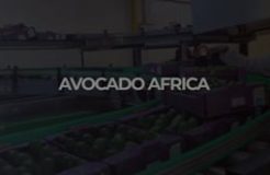 Family Feature - 9/7/2022 (Avocado Africa)
