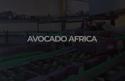 Family Feature - 9/7/2022 (Avocado Africa)
